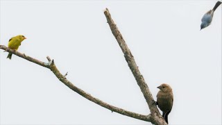 Goldfinch amp Cowbird Divebombed by Gnatcatcher [upl. by Jb]