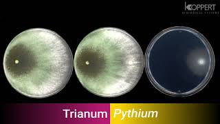 Trichoderma harzianum T22 combats Pythium in vitro – Koppert [upl. by Eladnar]