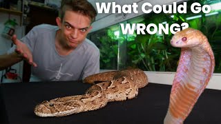 Getting Bitten And Keeping Venomous Snakes [upl. by Nepets]