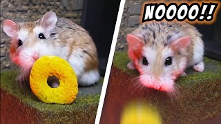 The FUNNIEST and MOST EMBARRASSING MOMENTS of MAJOR HAMSTER amp PETS [upl. by Banerjee]