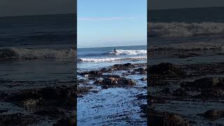 Dodging seaweed at low tide at Steamer Lane surfing SantaCruz [upl. by Westfall]