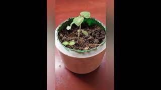 How to grow datura plant from seed with update [upl. by Marcos]