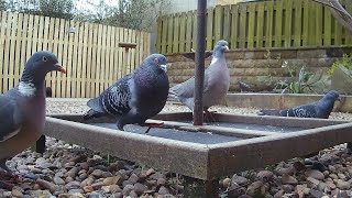 Wood pigeons and feral pigeons feeding in the garden [upl. by Ollayos]