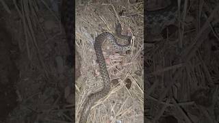 Checkered keelback Snake snake nature youtubeshorts [upl. by Ly]