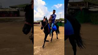 Dhruhi Horse 🐎 Riding  horse horses ghoda horseriding horselover ytvideo shortsfeed dhruhi [upl. by Annirok]