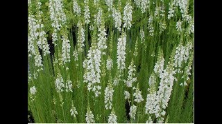 546  How to grow n care Linaria Toadflax FlowersBaby Snapdragon Flower Hindi Urdu 201017 [upl. by Nossila]