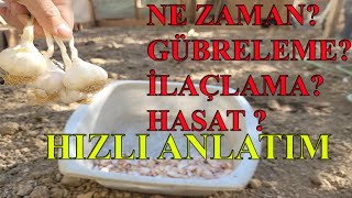 SARIMSAK DİKİMİ HER ŞEY HIZLI ANLATIMı [upl. by Toffey631]