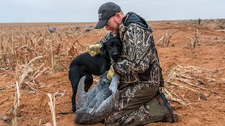 First Retrieves With Brookstone Kennels Performance Gundogs [upl. by Isayg262]