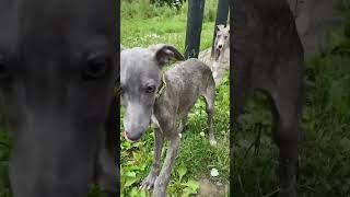 Playful Whippet Pups  Dogs Trust [upl. by Landmeier]