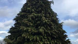 Lawson cypress  entire tree  March 2019 [upl. by Alle535]