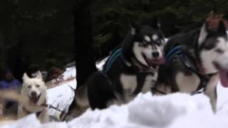 Šediváčkův long 2016 promo  sled dog race mushing [upl. by Nylirak]