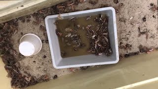 5 STEPS to Keep Fiddler Crabs Alive [upl. by Mackay]