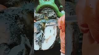 Bovine Rescue Steel Chunk Removal CowRescue VeterinaryCare AnimalRescuen Cow FarmEmergency [upl. by Mayworm681]