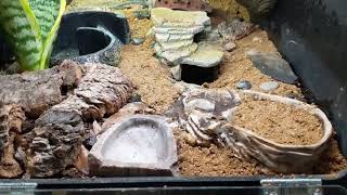 Leopard gecko setup with Exo Terra Stone Desert [upl. by Oiraved711]