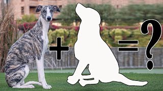 9 Unreal Whippet Mixes  Whippet Cross Breeds Dog [upl. by Yearwood]