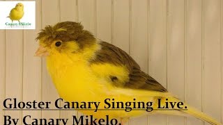 Gloster Canary Singing 2017 Live Video [upl. by Hanafee609]