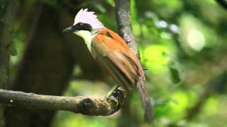 Digiscoped Whitecrested Laughingthrush [upl. by Eednar]