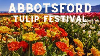 Abbotsford Tulip Festival 2024 [upl. by Eugenius]