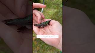 This girl rescued an abandoned weak hummingbird and then this happened animalshorts [upl. by Sissy]