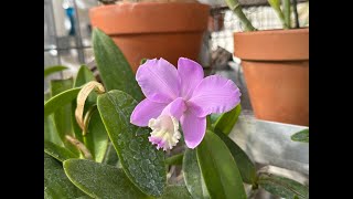 Cattleya loddigesii amp quotwalkerianaquot [upl. by Yssor890]