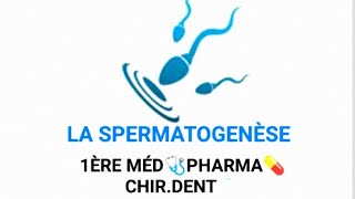 EMBRYOLOGIE👶🤰 SPERMATOGENÈSE 1ÈRE MÉD🩺PHARMA💊CHIRDENT🦷 [upl. by Akered]