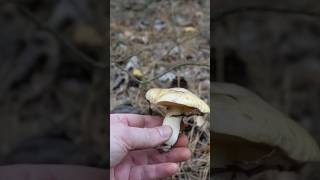 Маслюк звичайний Suillus luteus mushroom ліс nature природа fungi wildlife [upl. by Keenan77]