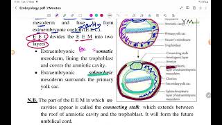 Chorionic Vesicle EMD عربي [upl. by Enilec]