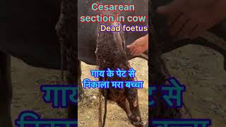 Cesarean section in cow l Difficulty in birth l Dystocia l Dr Umar Khan [upl. by Segroeg]