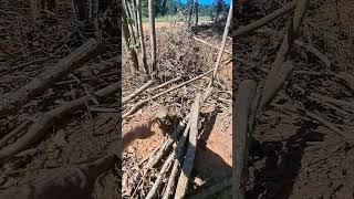 Coppicing and pollarding for pig pasture [upl. by Zahc]