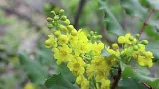 Spring Wild Yellow Flowers at the Creek Nature Water Sound Calm Relaxing Music HD [upl. by Ledif]