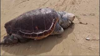 Scala dei Turchi trovato morto un enorme esemplare di Caretta Caretta [upl. by Dadivitan]