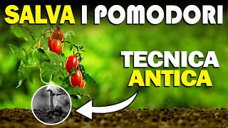 SALVA I POMODORI  Una TECNICA CONTADINA che DEVI CONOSCERE [upl. by Ibok]