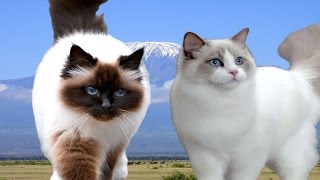 Birman vs Ragdoll Cat  Difference Explained [upl. by Nickola]