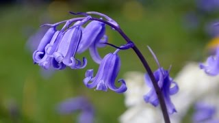 Bluebells the Flower of May [upl. by Arivle]