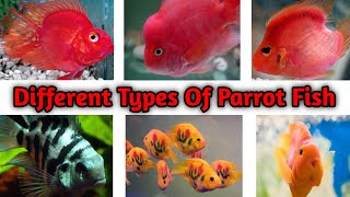 Different Types Of Parrot Fish [upl. by Nae]