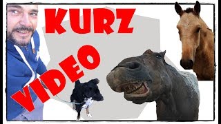 Kurzes Kurz Video 0320  Pferde Hoschi [upl. by Ellerihs861]