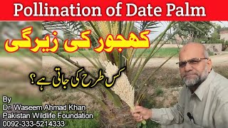 How to Pollinate Date Palm Trees  Date Palm Tree Hand Pollination Easy And Effective Method [upl. by Nahama]