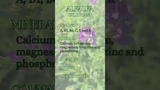 Alfalfa  Medicago sativa [upl. by Harve]