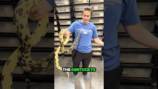 Kentucky Pines snake reptiles [upl. by Gabel141]