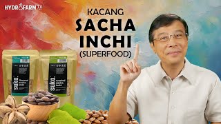 KACANG SACHA INCHI SUPERFOOD [upl. by Siloa]