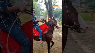 Mau Horse Race 🏆 Sawar Anwar horse horseracing animal horserider racehorsesindhihorse [upl. by Cadell]