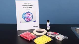 Chromosome Simulation Kit [upl. by Gariepy50]