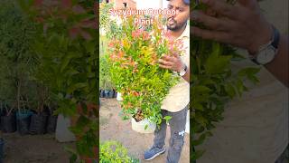 Syzygium Outdoor Plants  रंग बिरंगे वाला Outdoor Plants  shortvideo viralshort yt farming [upl. by Ingaberg]