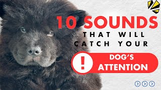 SOUNDS TO CATCH YOUR DOGS ATTENTION SOUND TRIGGERS DOG REACTS [upl. by Edric504]