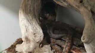 Venomous snake vs Rat LIVE FEEDING [upl. by Trinl]