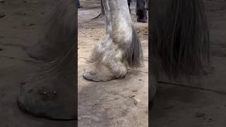 HUGE HOOVES get Heart Bar horse farrier horsecare equestrian horsehoof [upl. by Jacobah778]