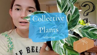 Coollective Plants Unboxing 💙 Etsy  Calathea white fusion Stella and Orbifolia [upl. by Krusche628]