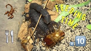 Scorpion feeding Video 10  AMBUSH  feat Hera [upl. by Rebma261]