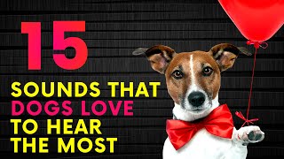 15 Sounds That Dogs Love To Hear The Most [upl. by Paza]