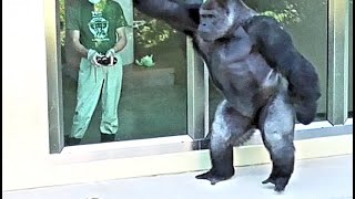 Shabani and his keeper are a great pair Gorilla Silver back [upl. by Jobie698]